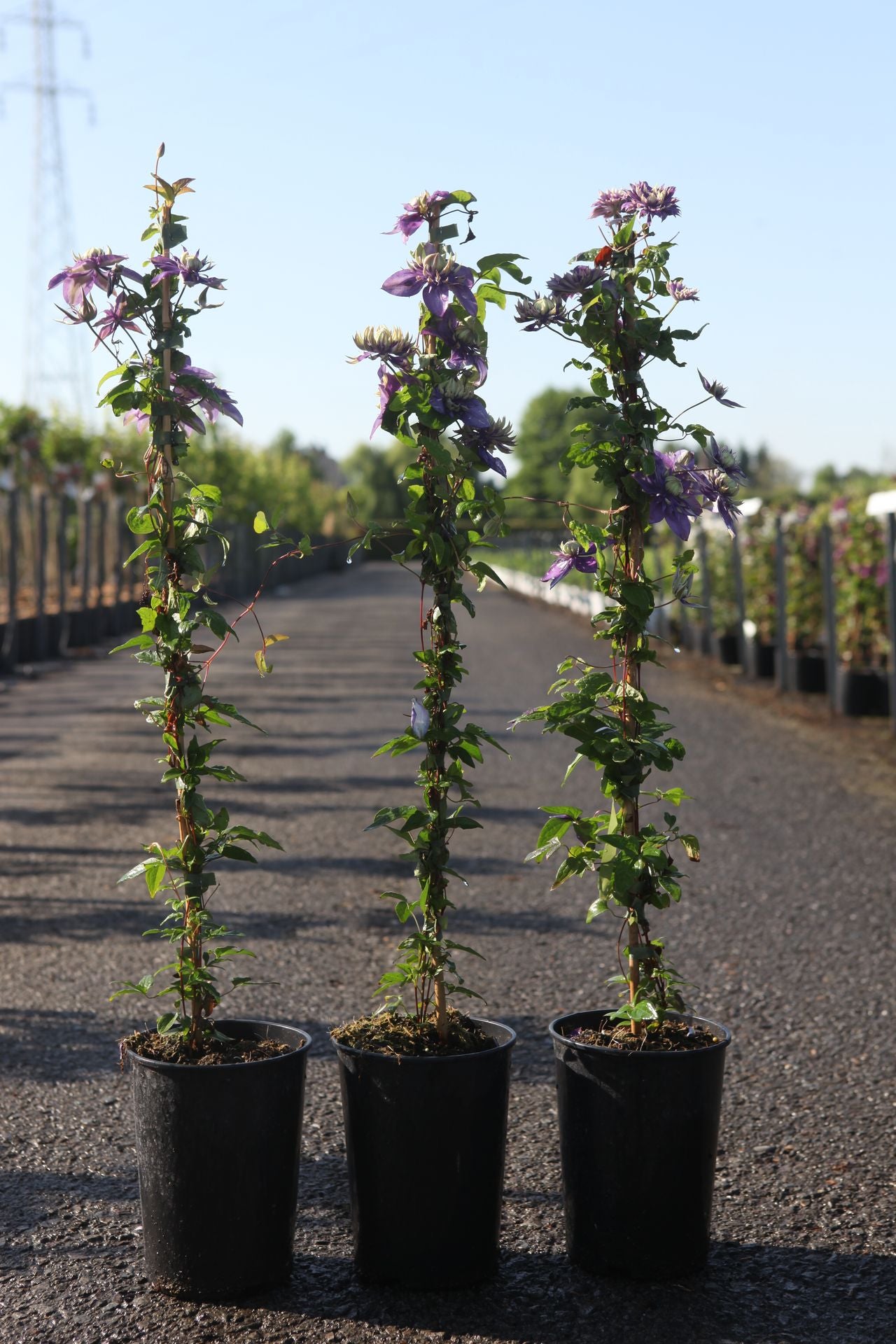 Clematis 'Taiga' (PBR)