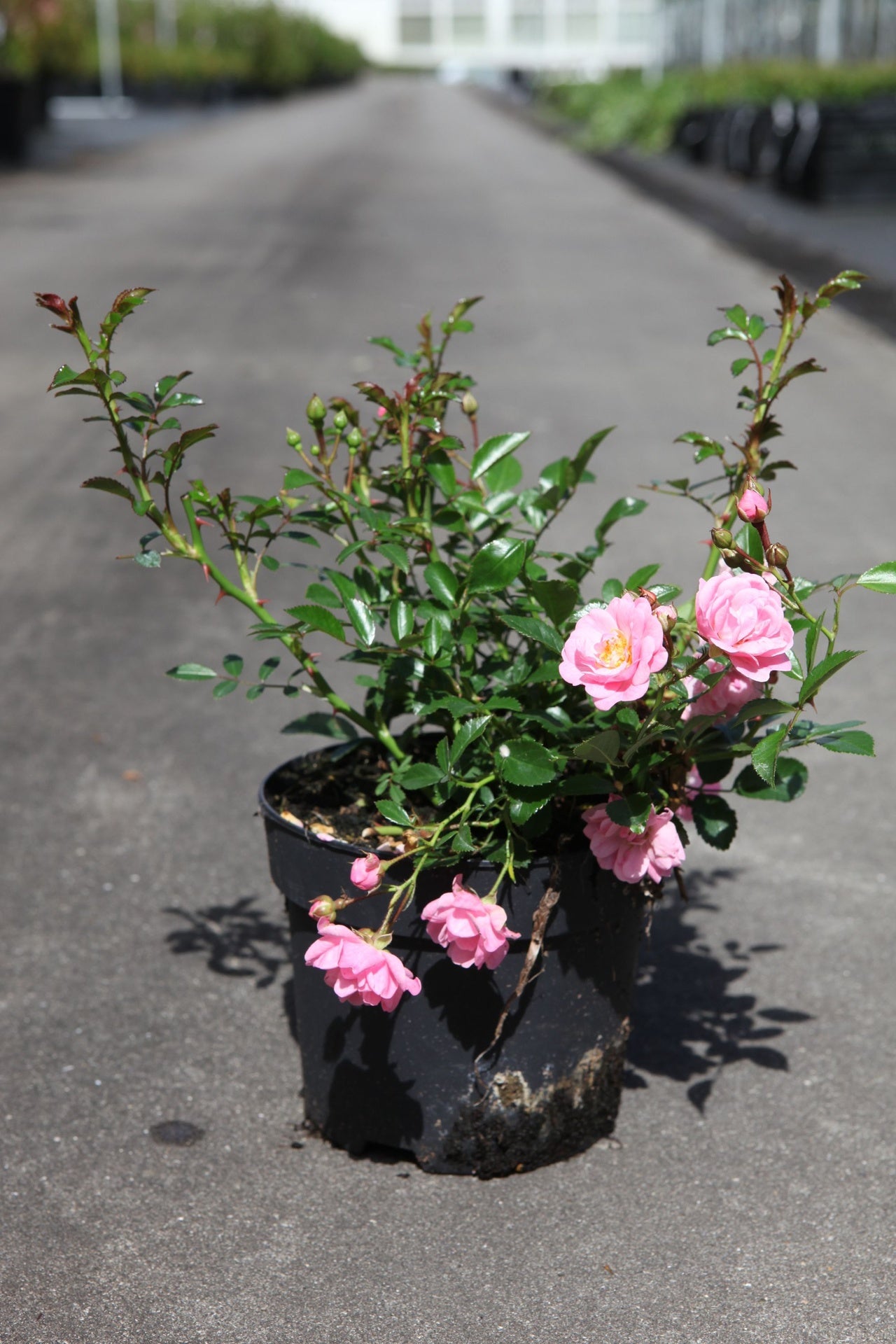 Rosa 'The Fairy'