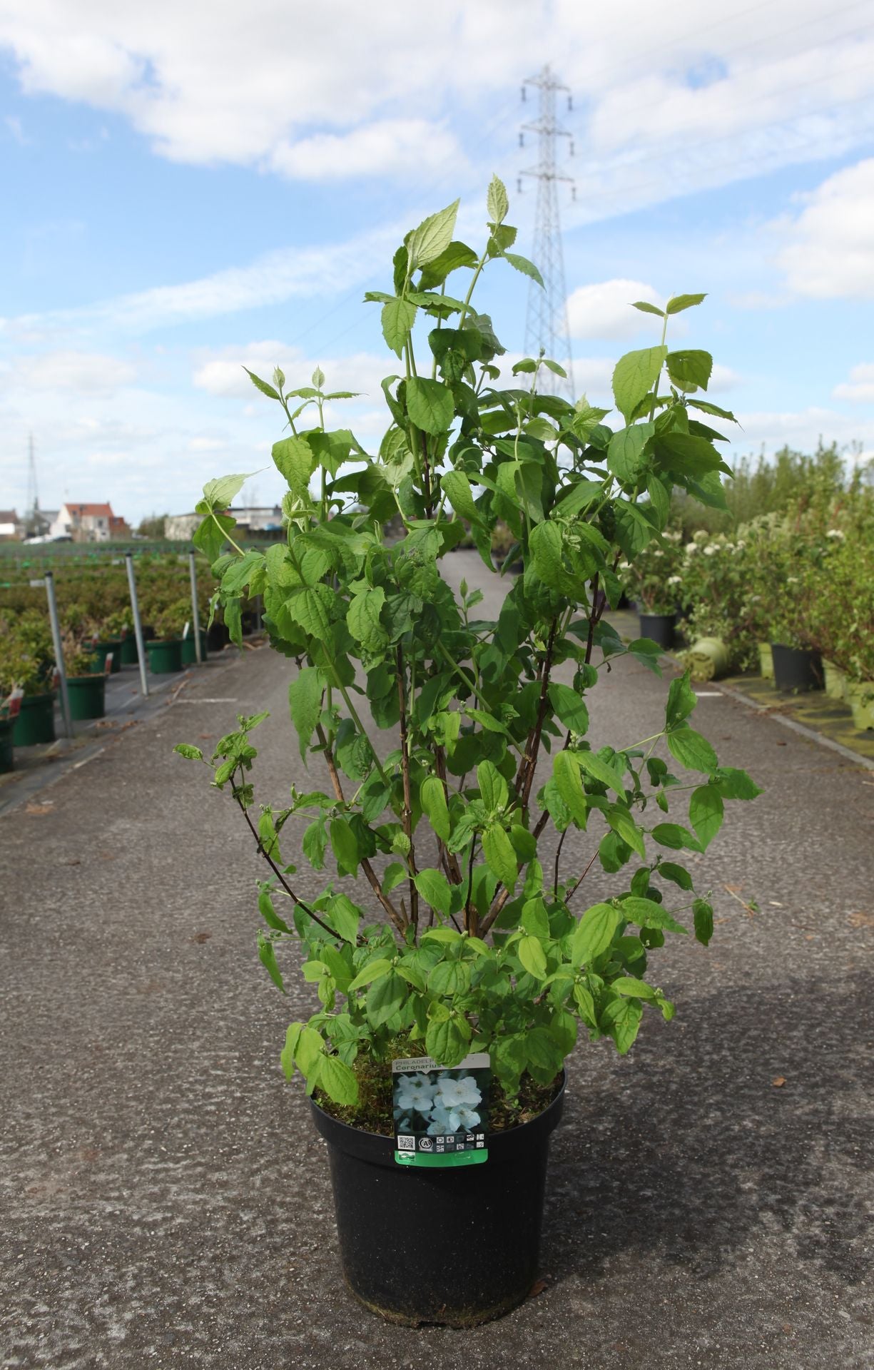 Philadelphus coronarius