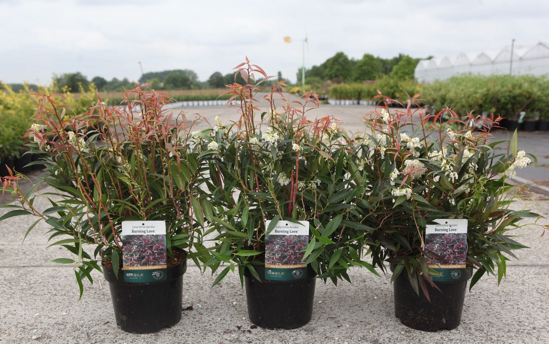 Leucothoe keiskei BURNING LOVE (PBR)