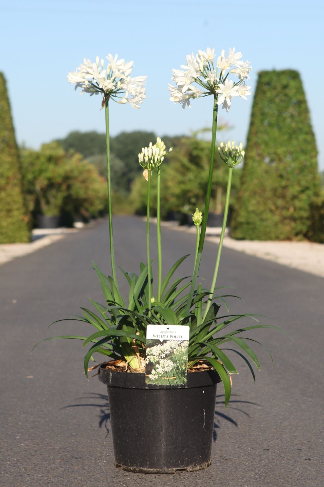 Agapanthus WILLY'S WHITE