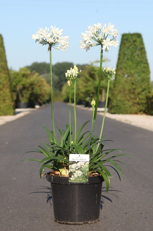 Agapanthus WILLY'S WHITE