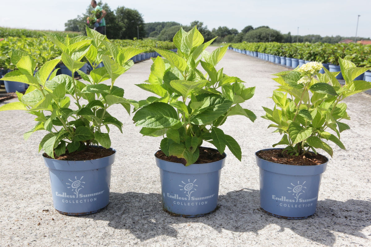 Hydrangea macrophylla ‘The Bride’ Endless Summer reblooming white mophead hydrangea in pots with fresh green foliage