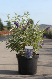 Buddleja davidii ADONIS BLUE (PBR)