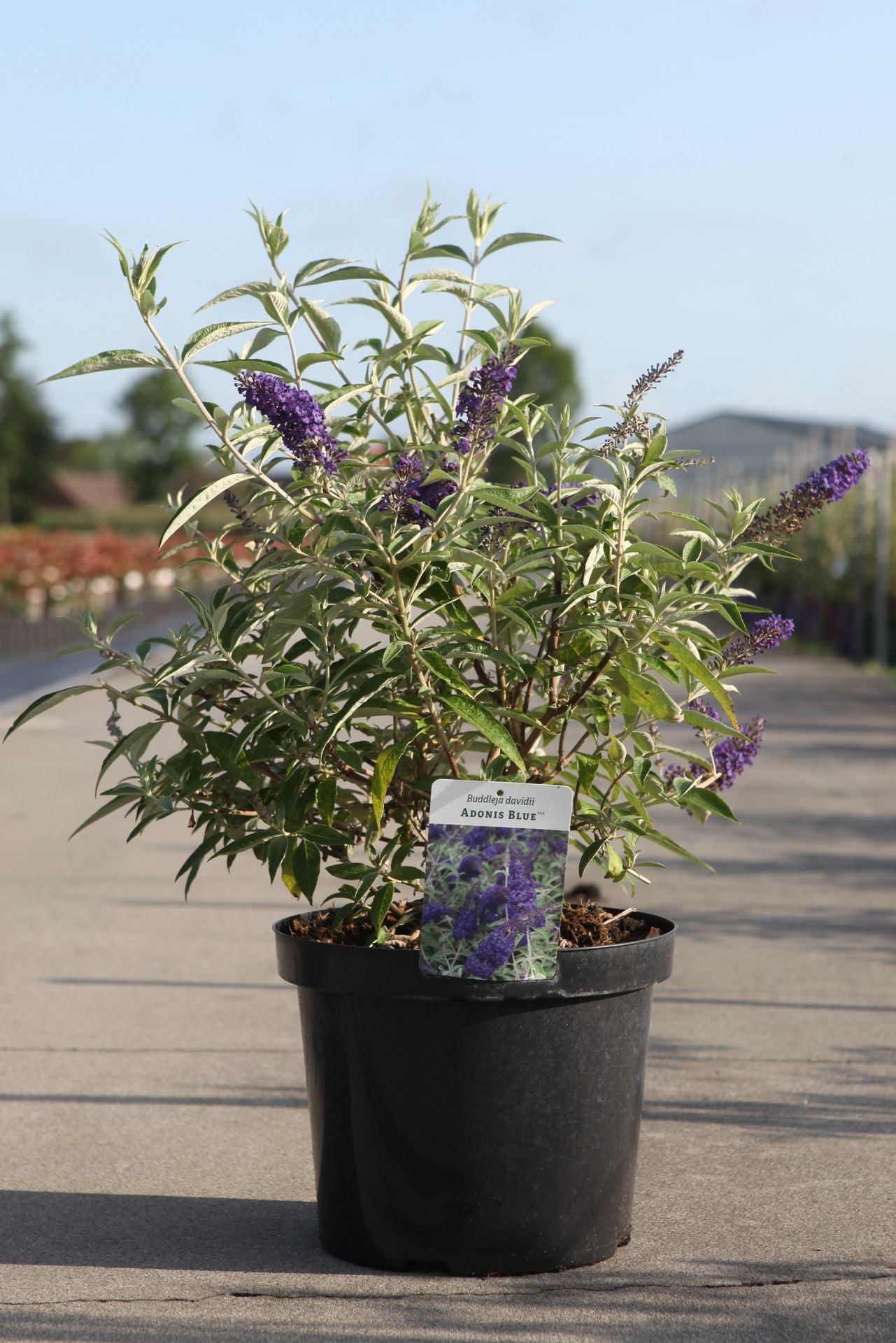 Buddleja davidii ADONIS BLUE (PBR)