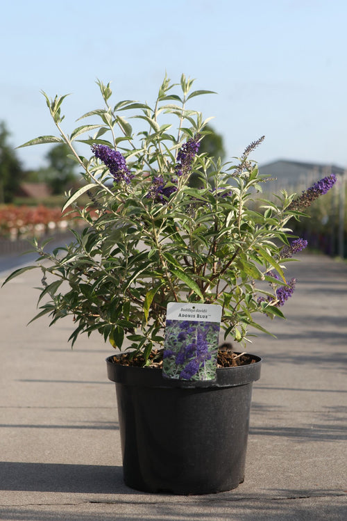 Buddleja davidii ADONIS BLUE (PBR)
