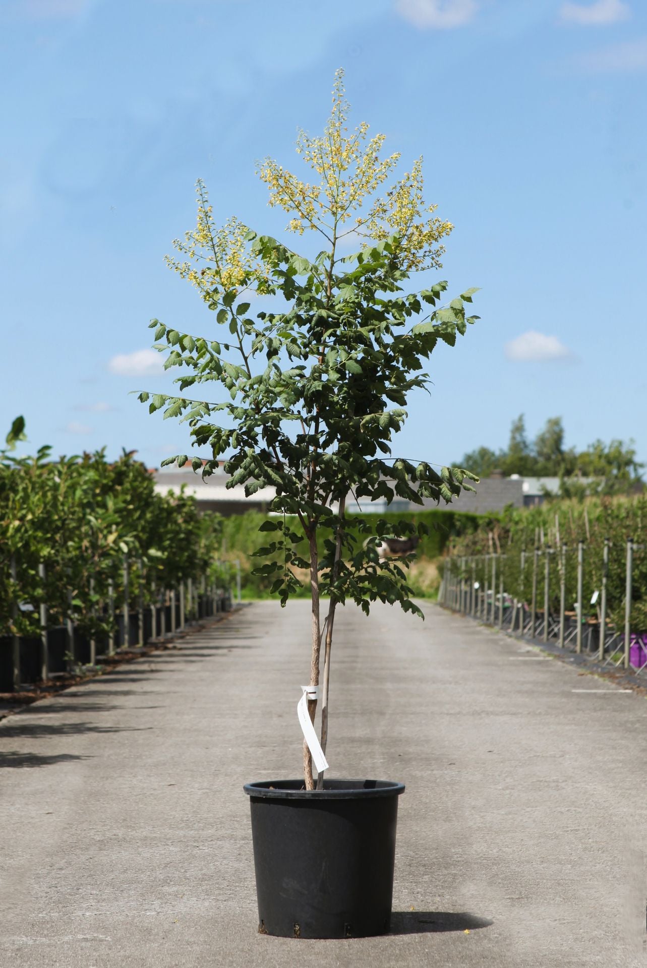 Koelreuteria paniculata