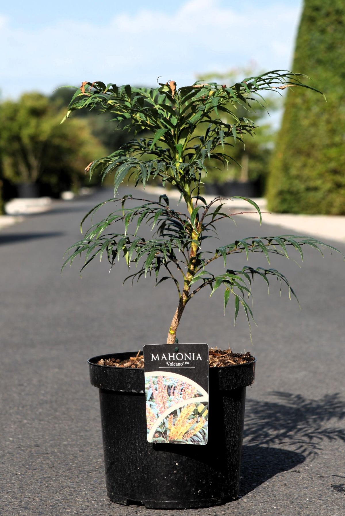 Mahonia VOLCANO (PBR)