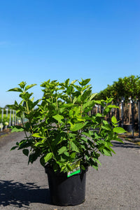 Hydrangea paniculata ‘Limelight Prime’ (PBR) Proven Winners shrub in pot with vigorous leafy growth, compact panicle hydrangea for garden planting