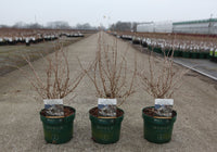 Prunus incisa 'Kojou-no-mai'