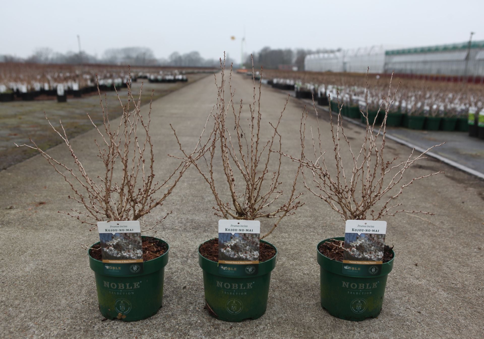 Prunus incisa 'Kojou-no-mai'