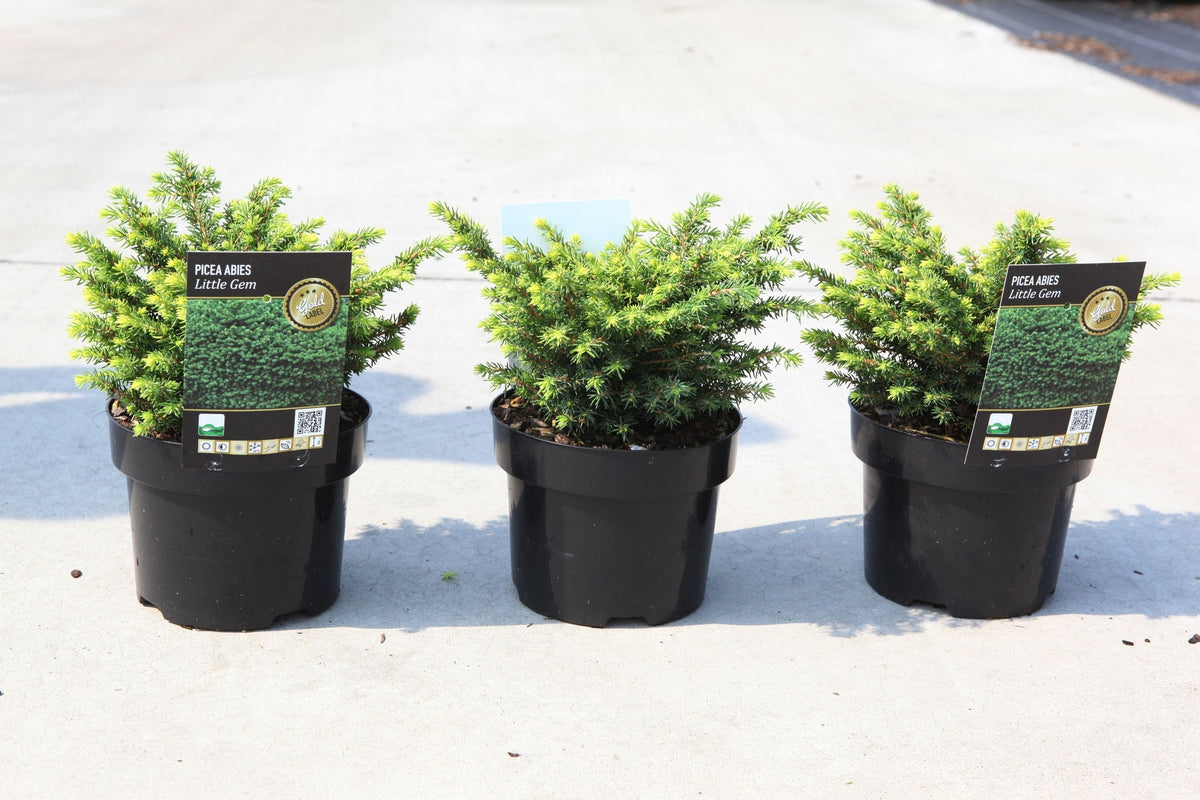 Picea abies 'Little Gem'