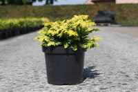 Chamaecyparis obtusa 'Fernspray Gold'