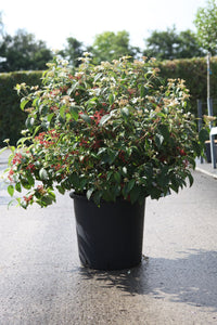 Viburnum plicatum PINKAWAI (PBR)