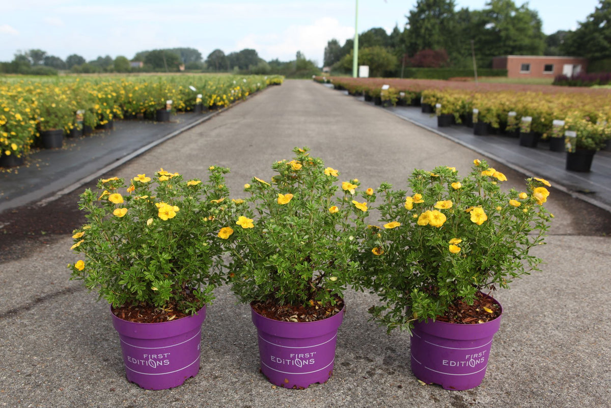 Potentilla fruticosa First Editions© MANDARIN TANGO (PBR)