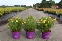 Potentilla fruticosa First Editions© MANDARIN TANGO (PBR)