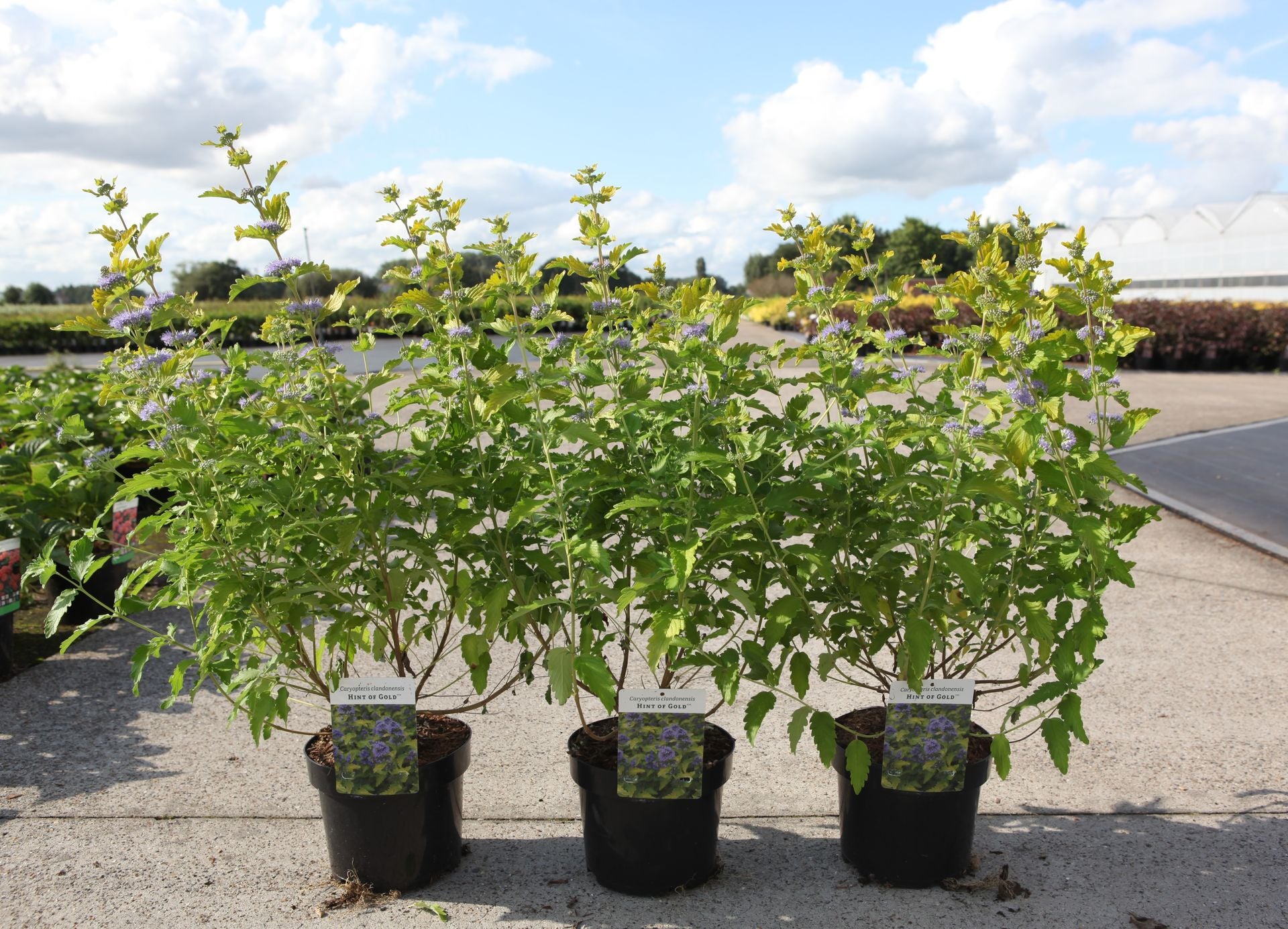 Caryopteris clandonensis HINT OF GOLD (PBR)