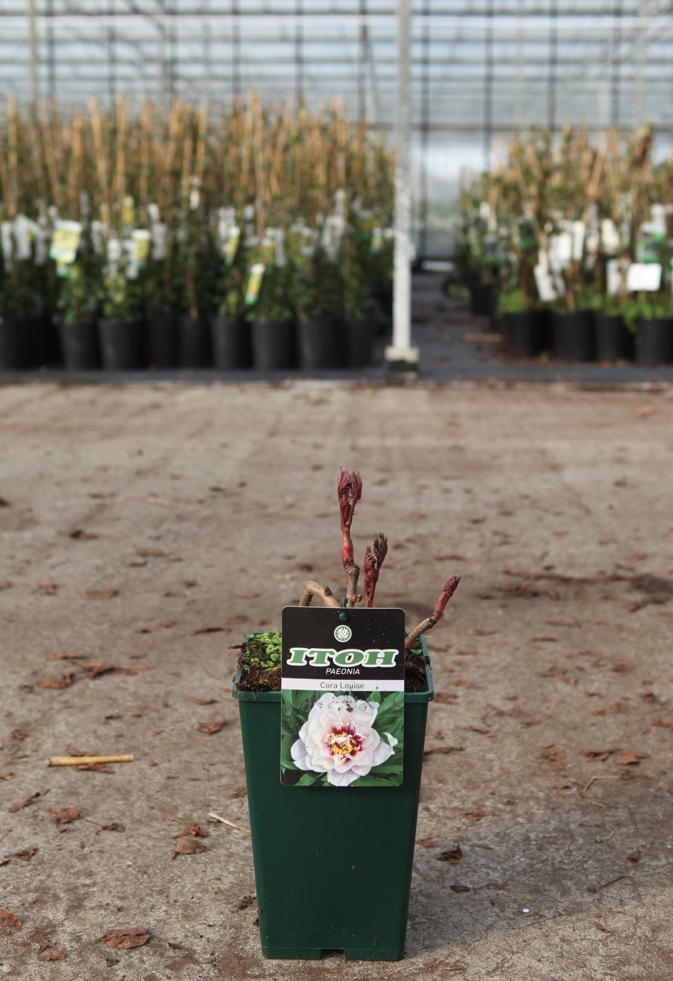 Paeonia ITOH 'Cora Louise'