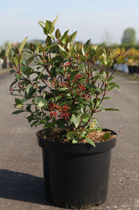 Viburnum tinus SPIRIT (PBR)