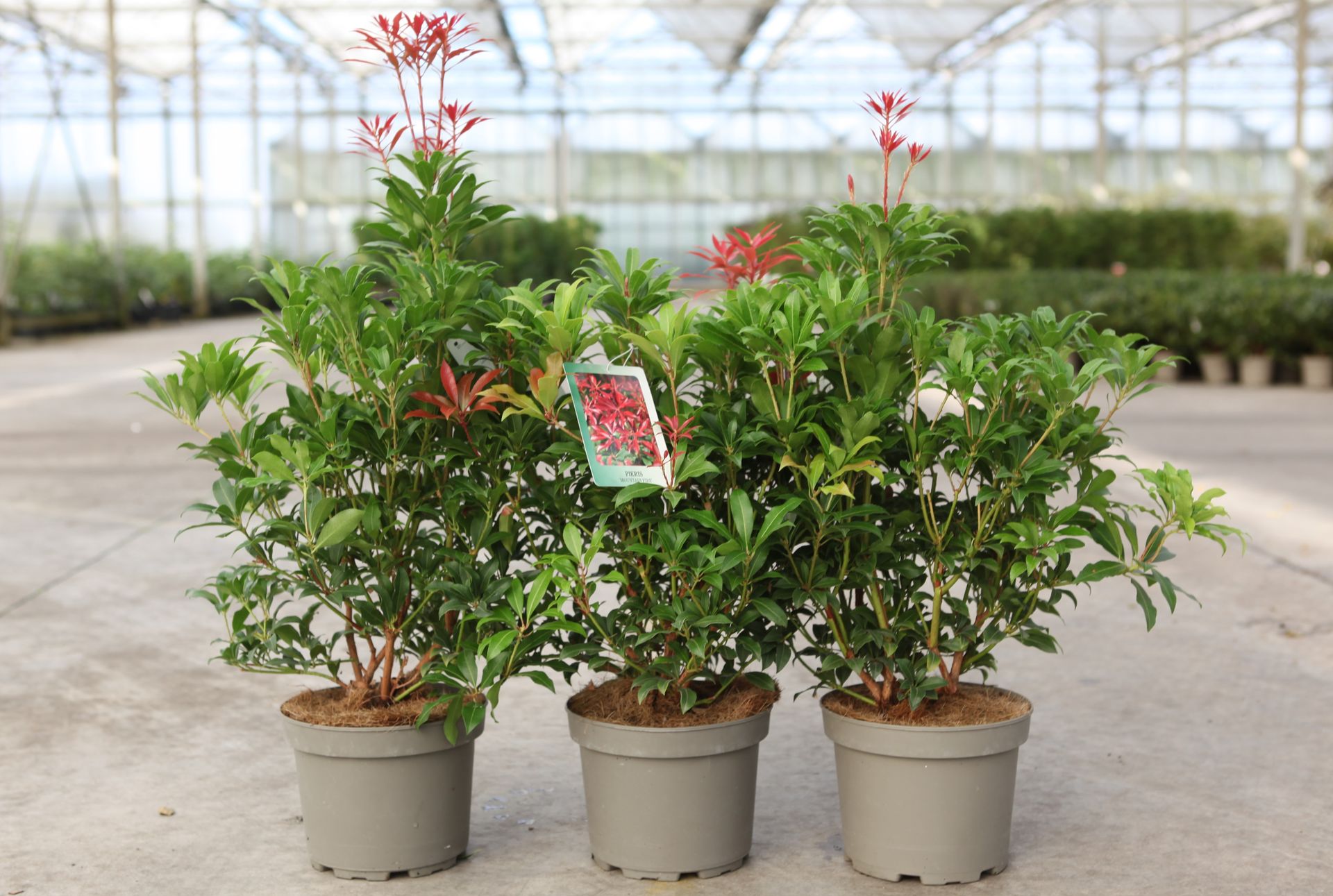Pieris japonica 'Mountain Fire'