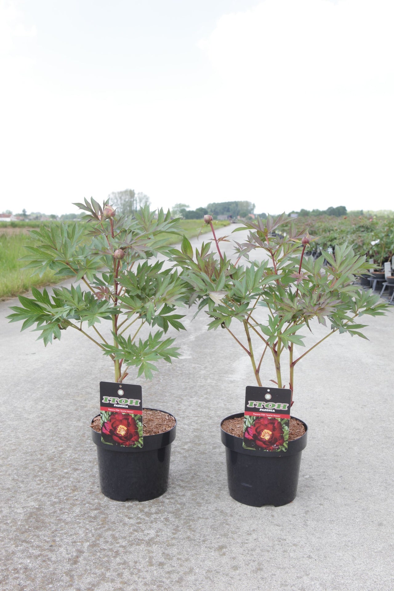 Paeonia ITOH 'Scarlet Heaven'