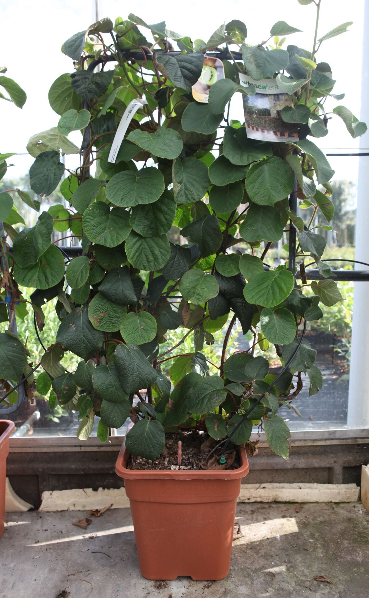 Actinidia deliciosa 'Hayward'