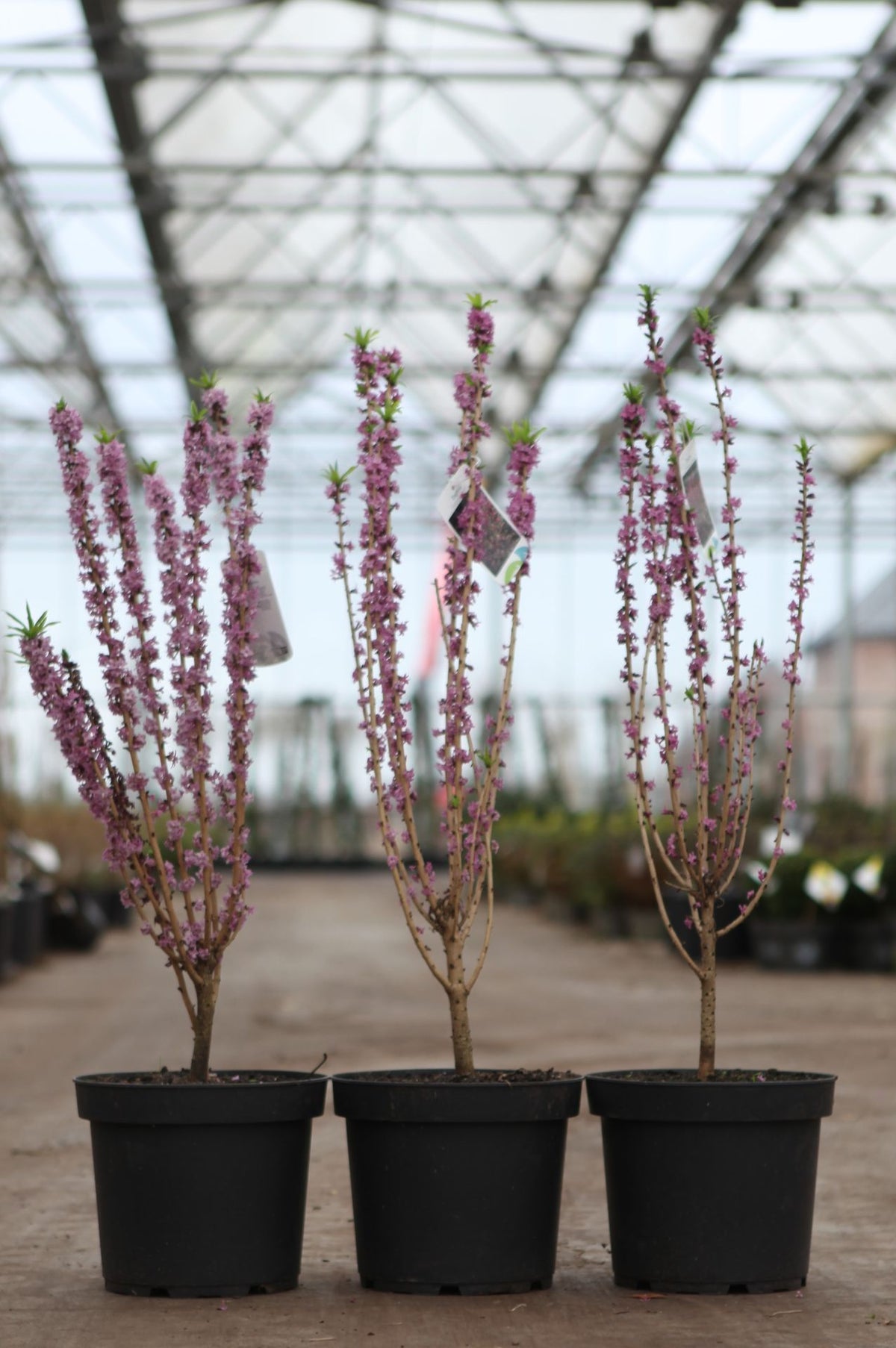 Daphne mezereum 'Rubra'
