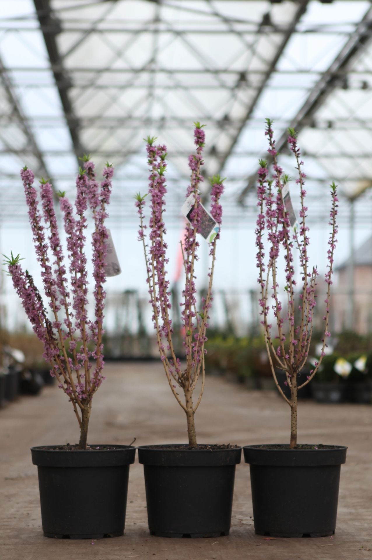 Daphne mezereum 'Rubra'