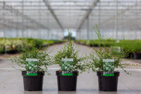 Ceanothus thyrsiflorus 'Millerton Point'