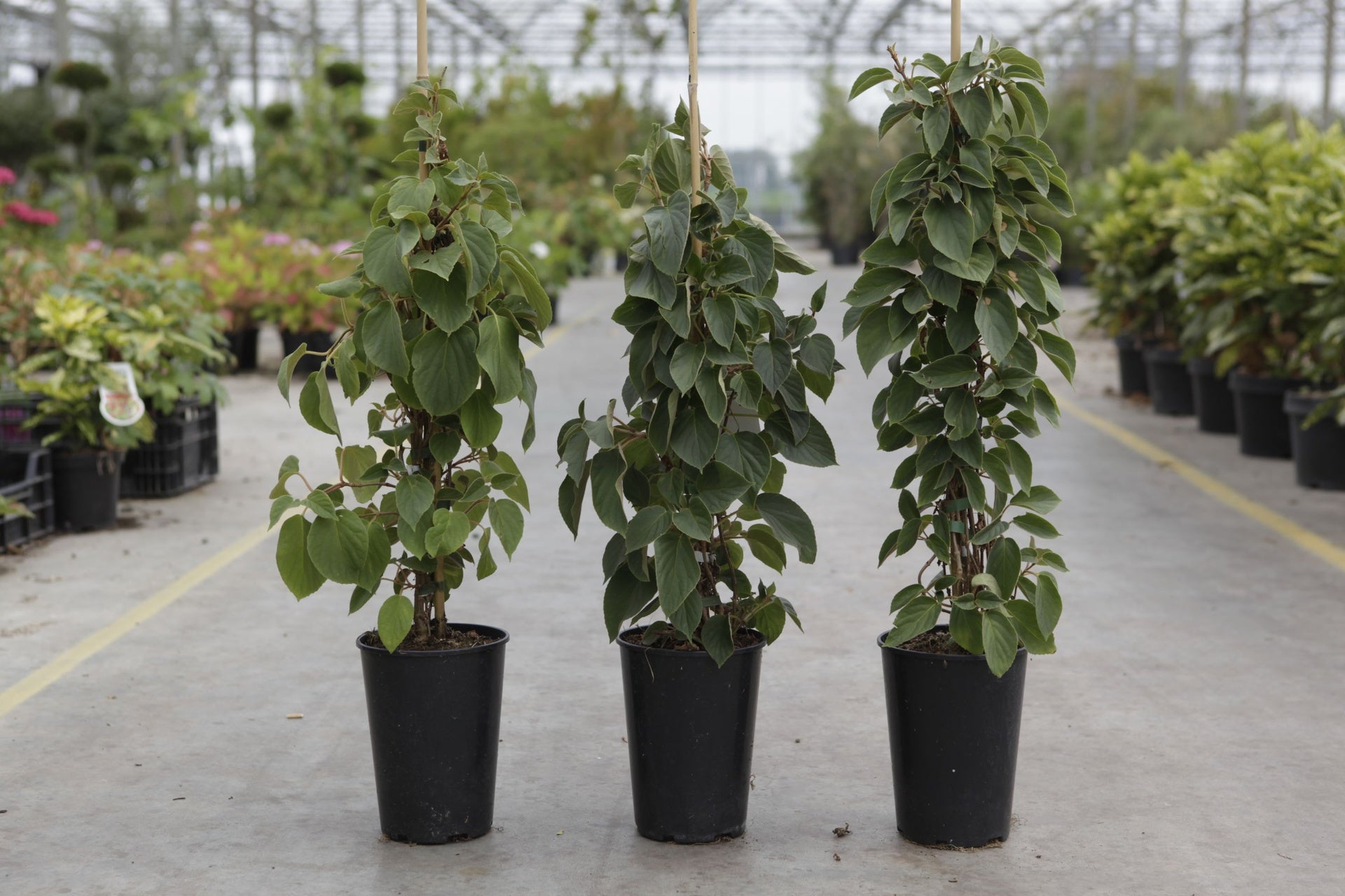 Schizophragma hydrangeoides Windmills climbing hydrangea with upright growth trained on support canes