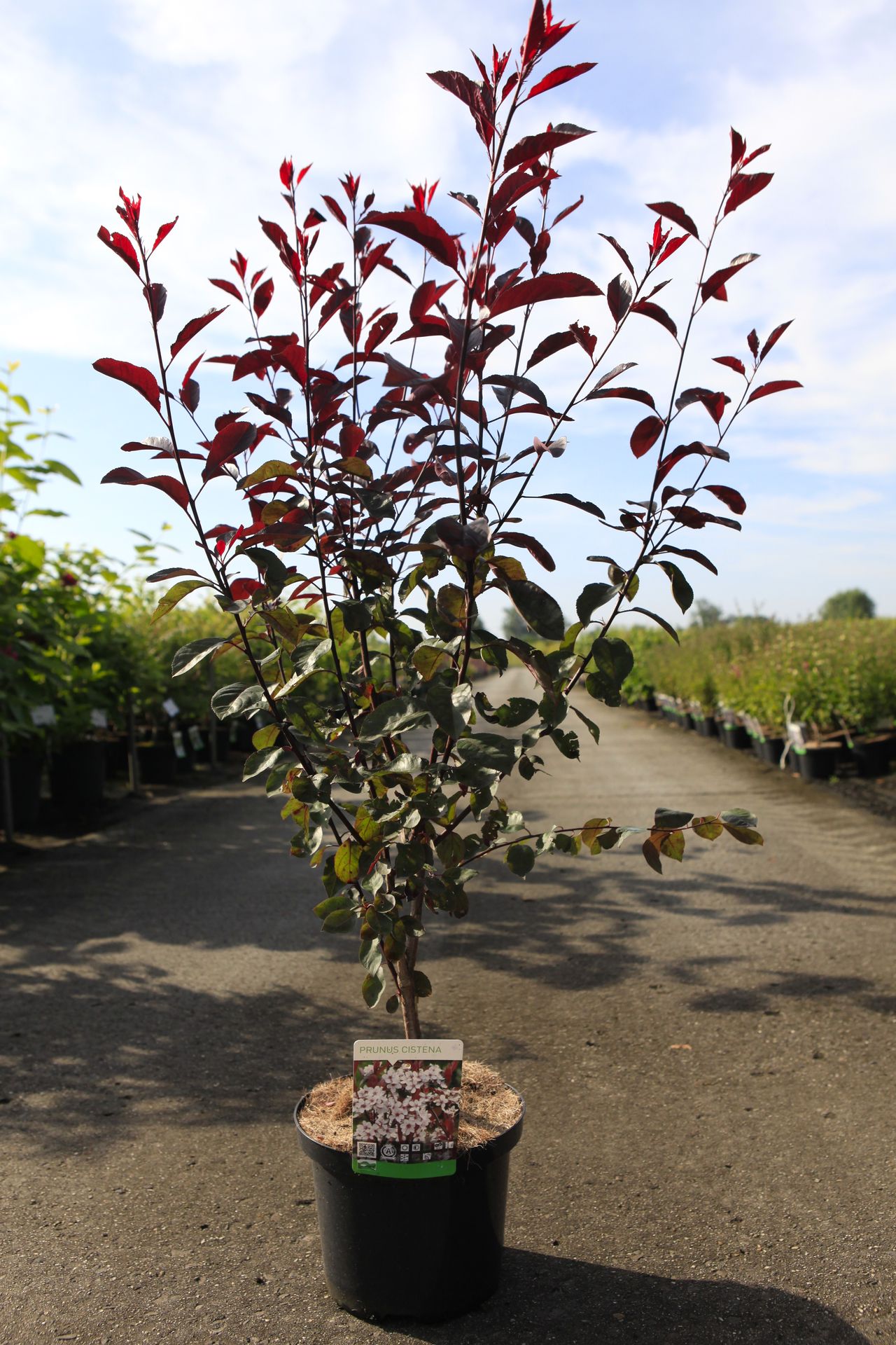 Prunus cistena