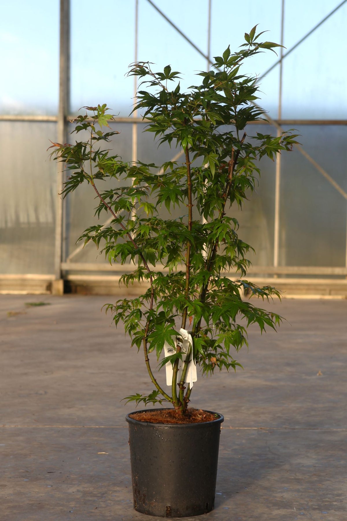 Acer palmatum 'Osakazuki'