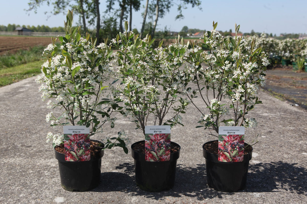 Aronia melanocarpa 'Hugin'