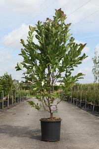 Magnolia stellata 'Royal Star'