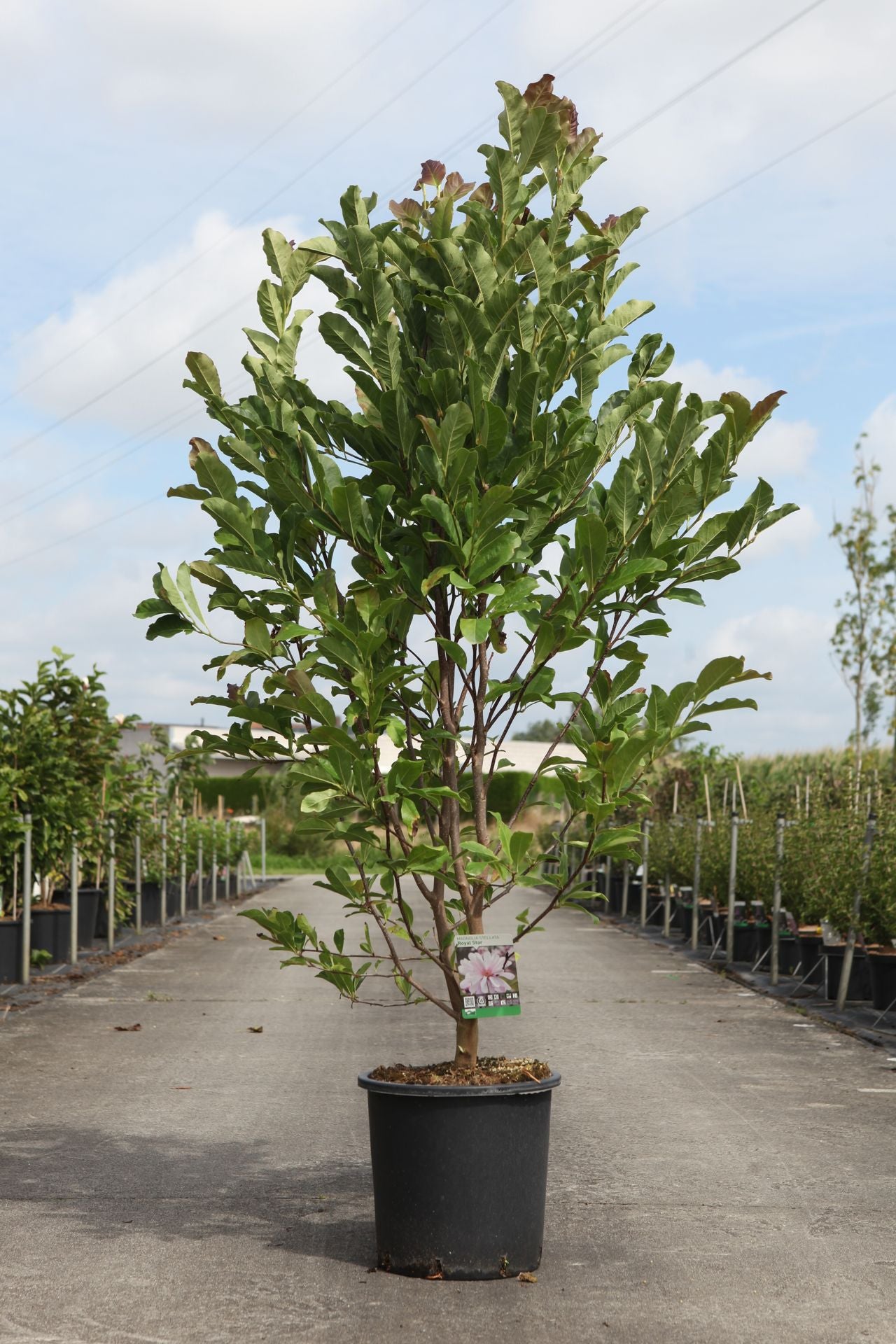 Magnolia stellata 'Royal Star'