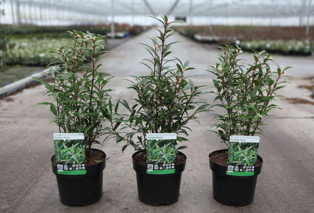 Sarcococca hookeriana 'Purple Stem'