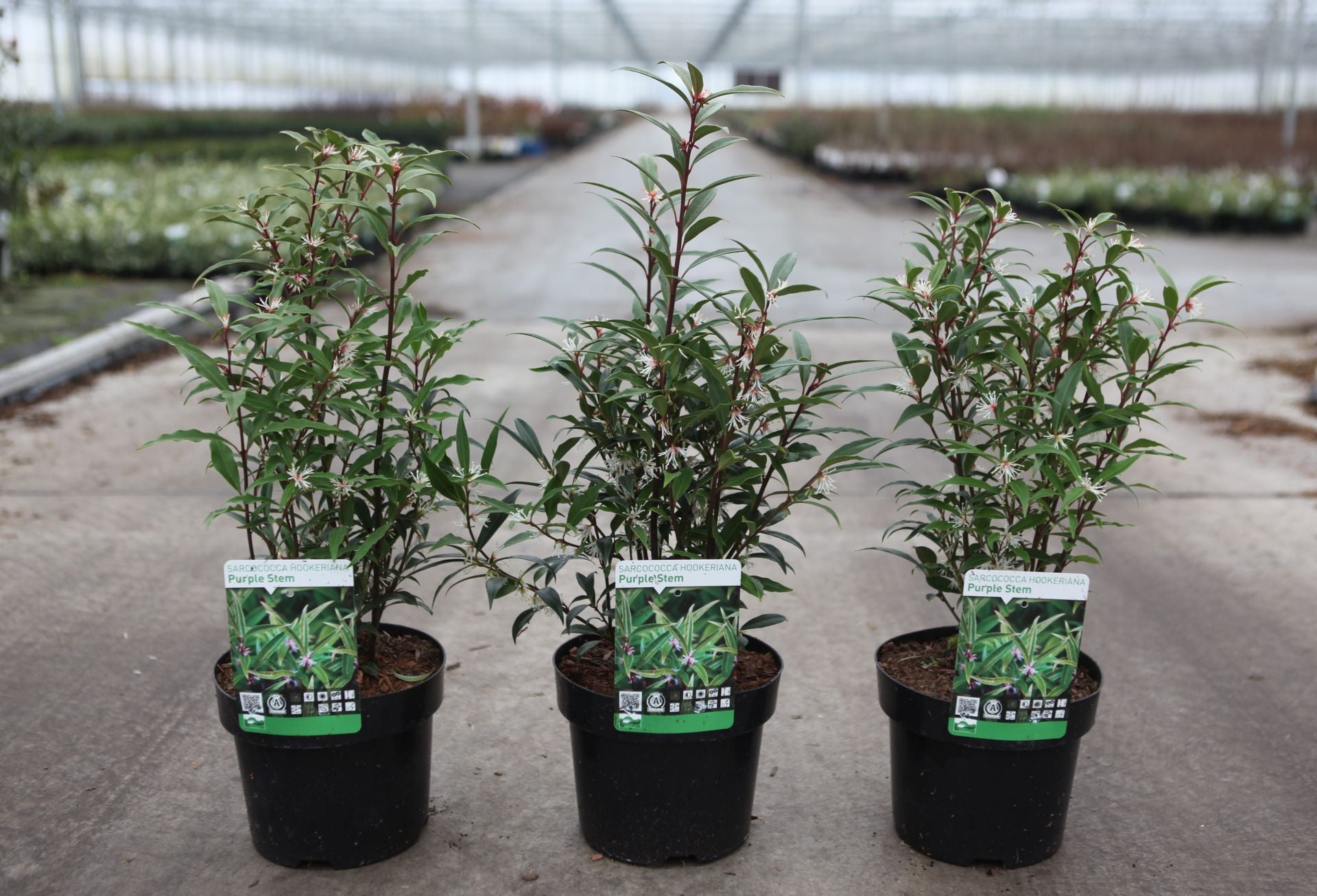 Sarcococca hookeriana 'Purple Stem'