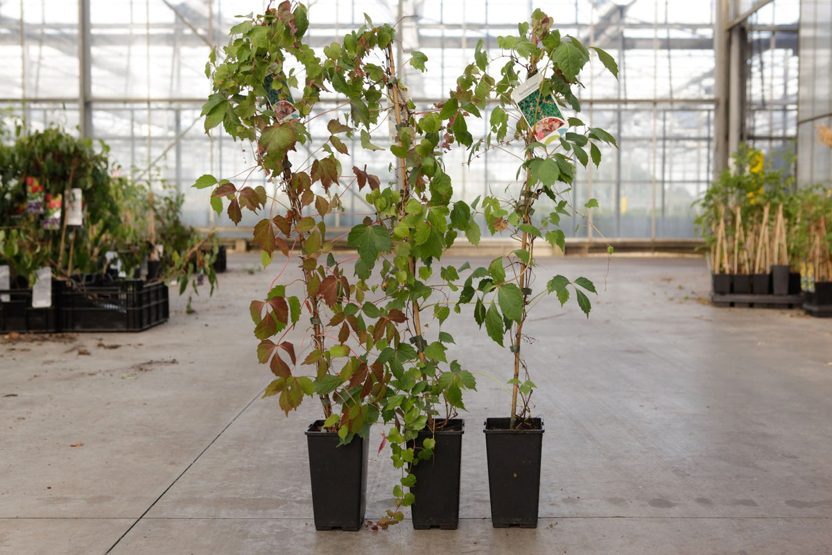 Parthenocissus tricuspidata 'Veitch.Robusta'