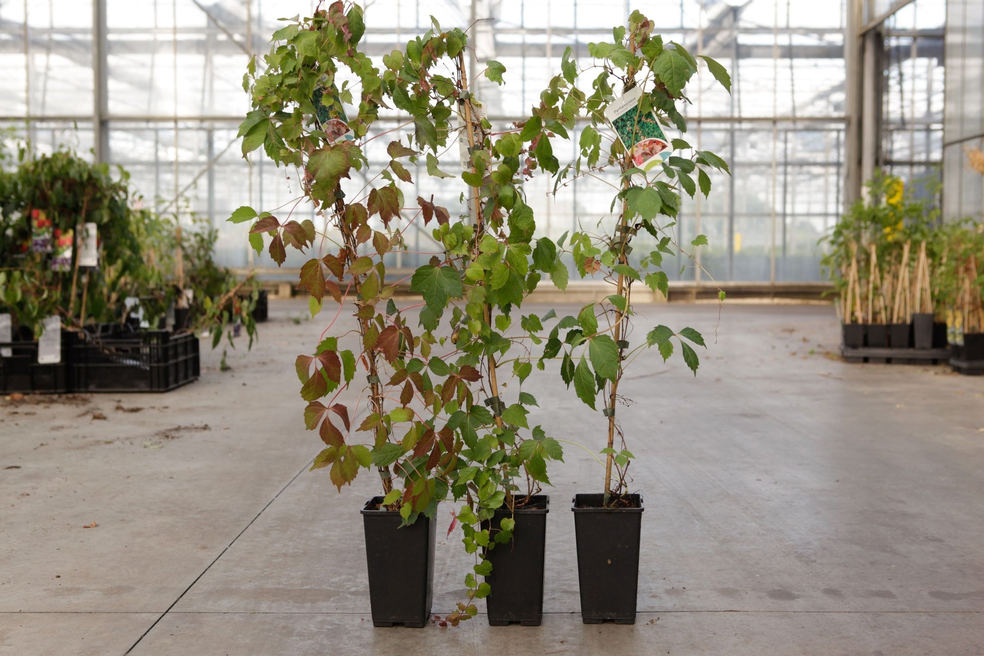 Parthenocissus tricuspidata 'Veitch.Robusta'