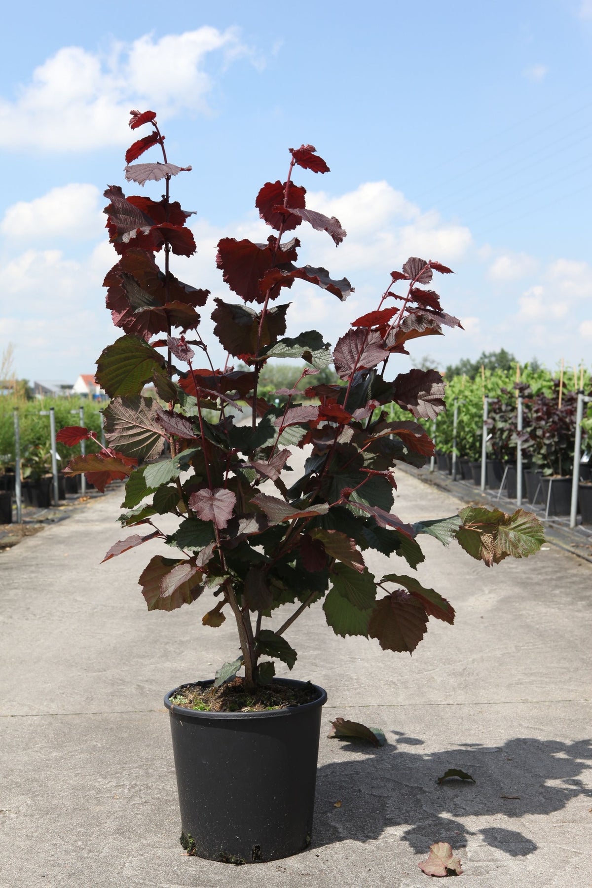 Corylus 'Rode Zellernoot'