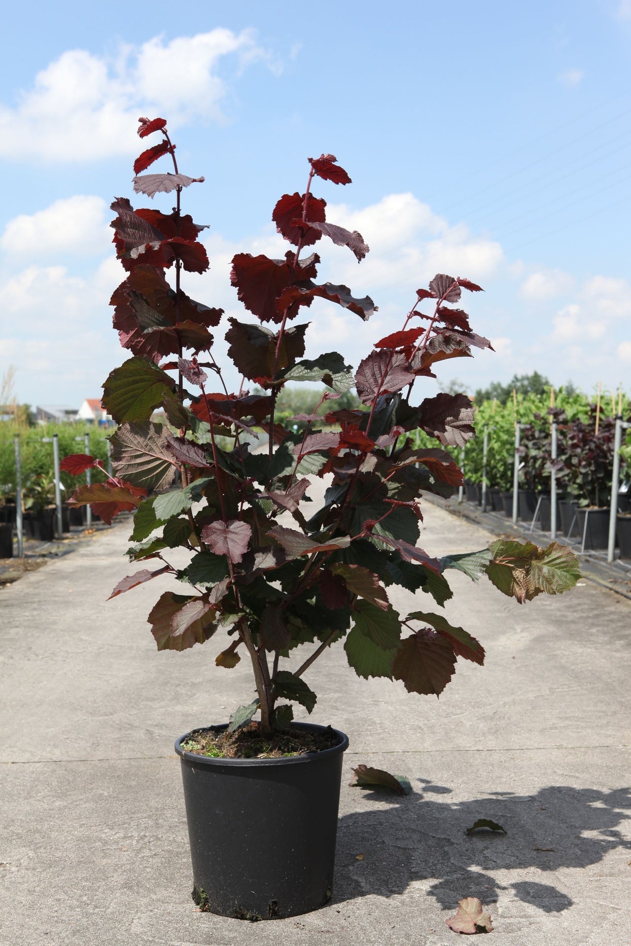 Corylus 'Rode Zellernoot'