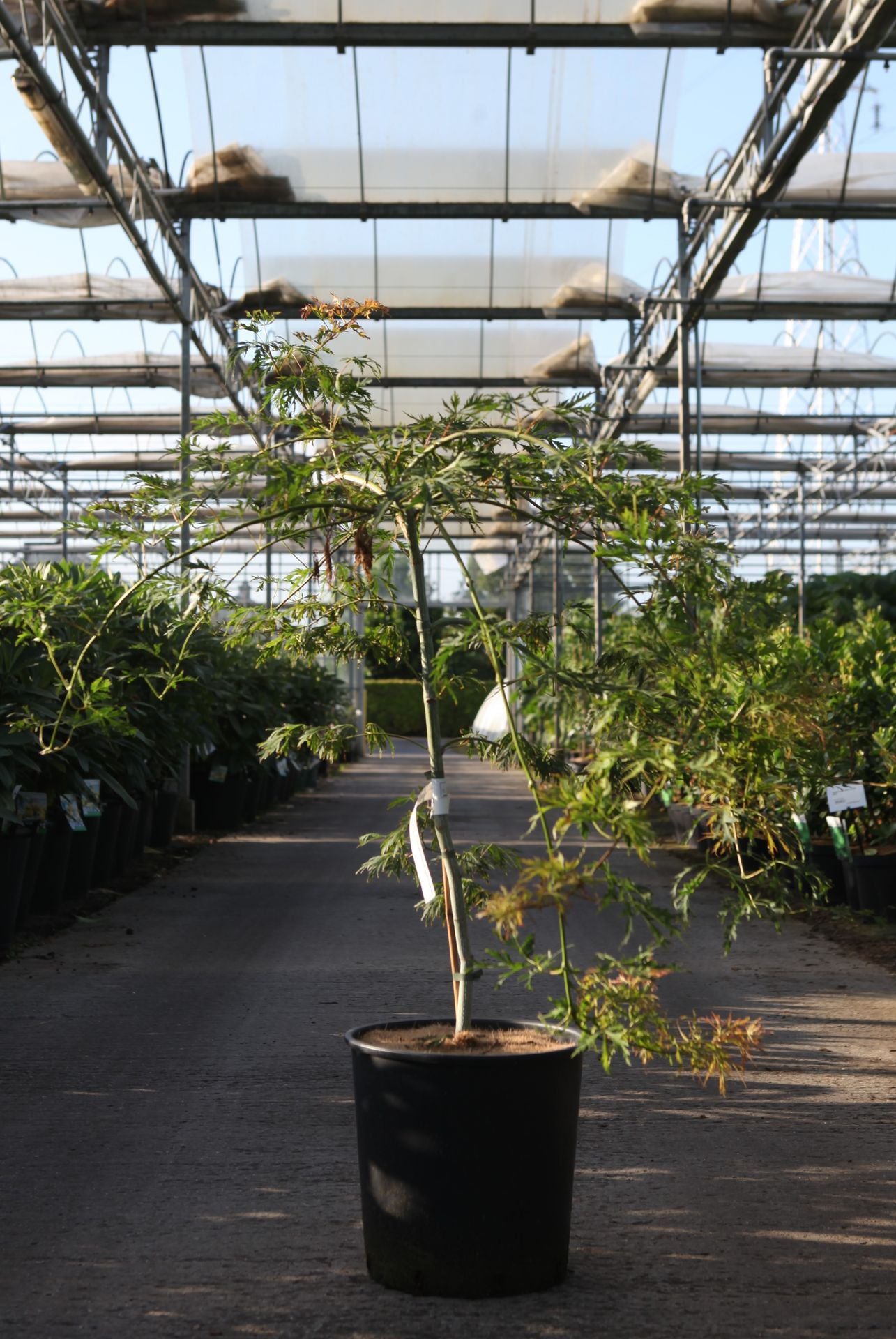 Acer pseudosieboldianum NORTH WIND (PBR)