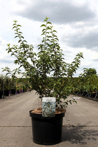 Prunus incisa 'Yamadei'
