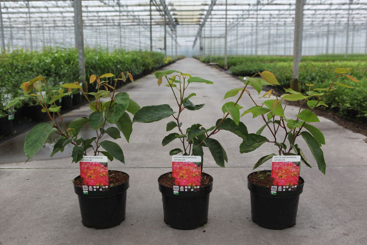 Sapium japonicum