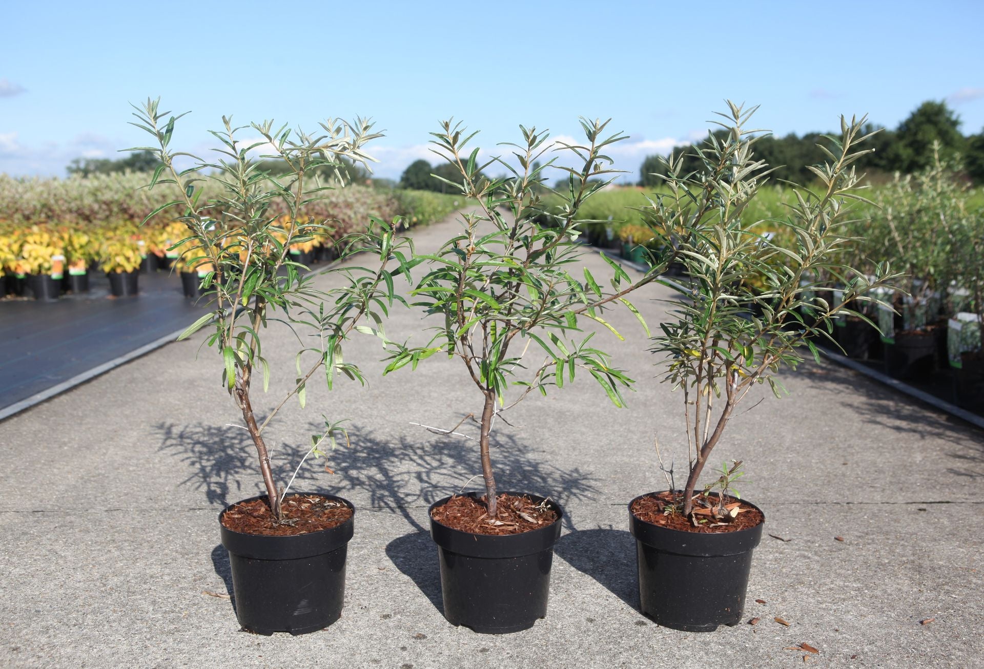Hippophae rhamnoides 'Botanika'