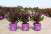 Physocarpus opulifolius First Editions© LITTLE DEVIL© (PBR)