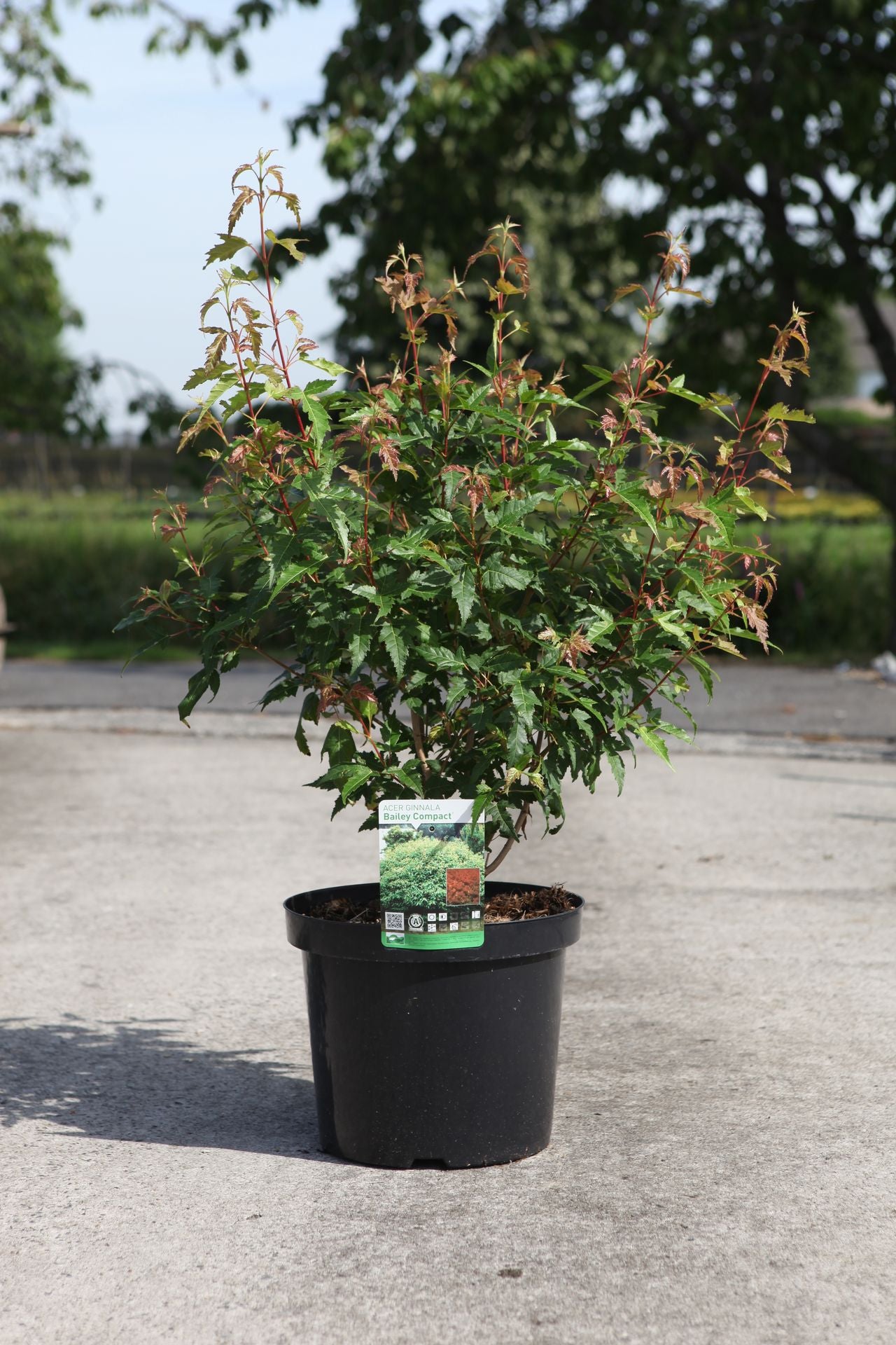 Acer ginnala 'Bailey Compact©'