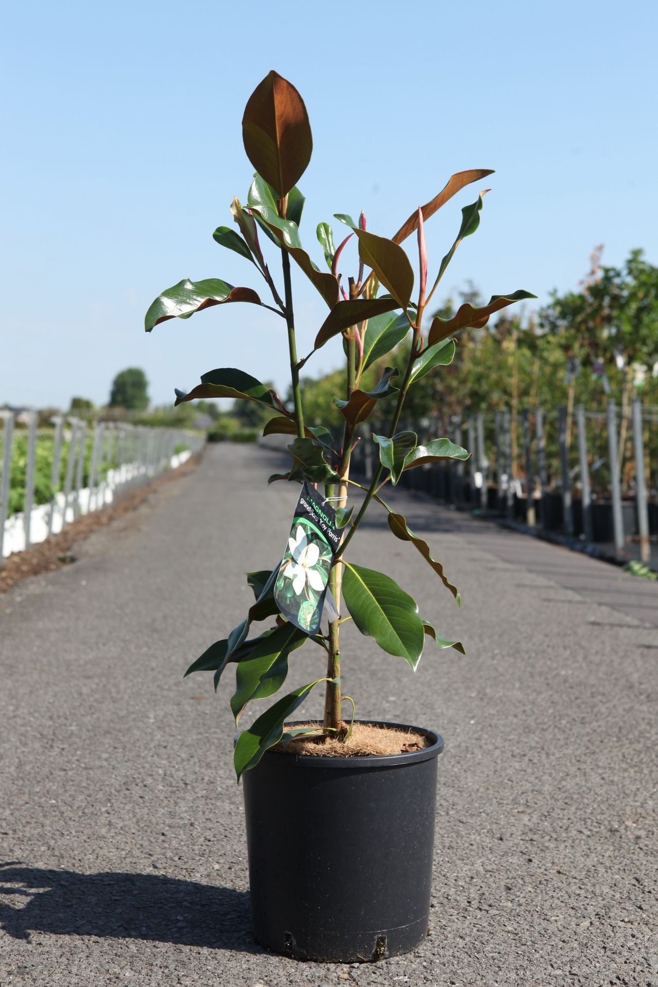 Magnolia grandiflora 'Kay Parris'
