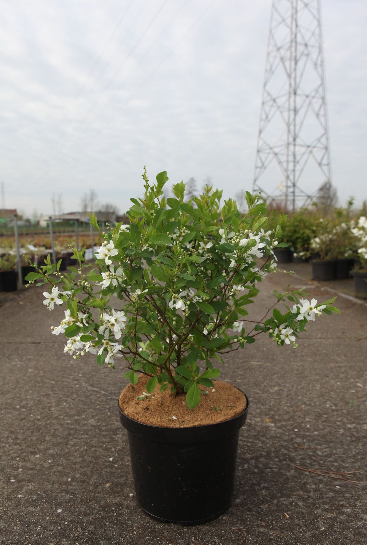 Exochorda racemosa BLUSHING PEARL (PBR)