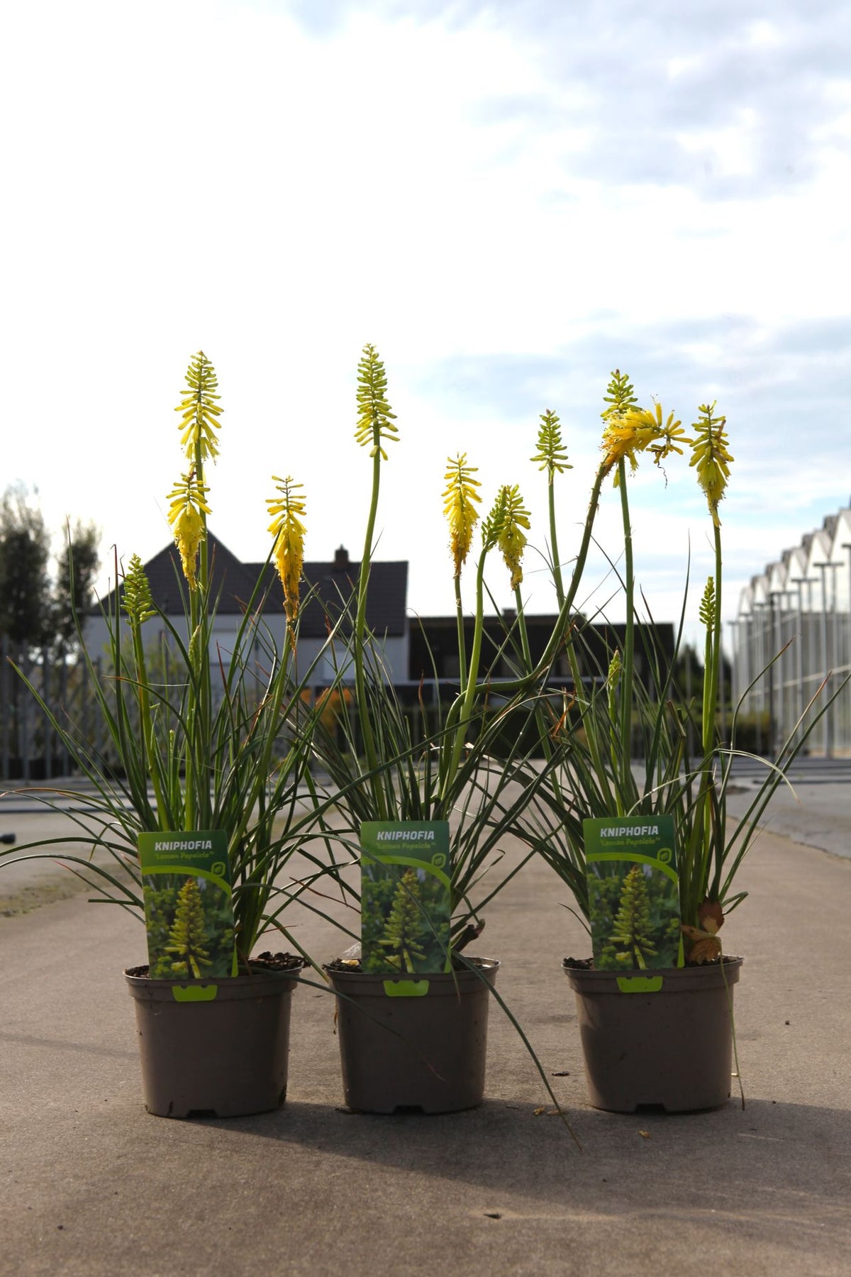 Kniphofia 'Lemon Popsicle'